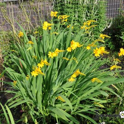 Crocosmia x crocosmiiflora 'Citronella' - 