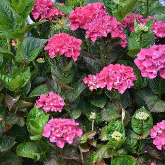 Hydrangea macrophylla 'Merveille Sanguine'