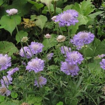 Scabiosa columbaria 'Butterfly Blue'