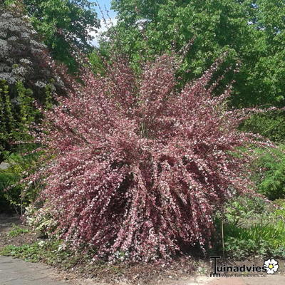 Cytisus x boskoopii 'Hollandia' - Cytisus x boskoopii 'Hollandia'