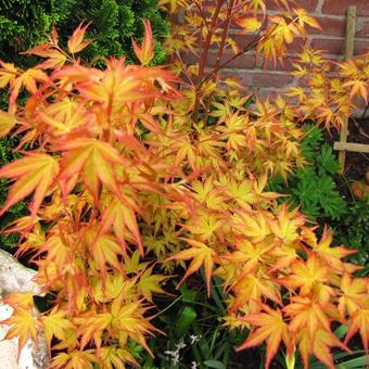 Acer palmatum 'Katsura'