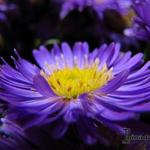 Aster dumosus 'Blue Lapis' - 