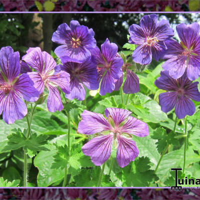 Geranium x magnificum - Geranium x magnificum