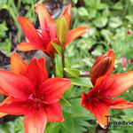 Lilium 'Cocktail Twins' - 