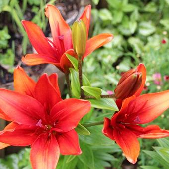 Lilium 'Cocktail Twins'