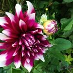 Dahlia 'England's Glory' - 