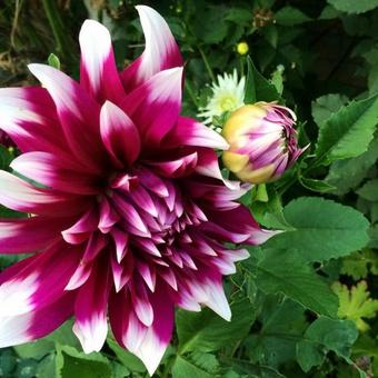 Dahlia 'England's Glory'