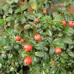 Teppich-Zwergmispel - Cotoneaster Dammeri