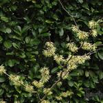 Hamamelis x intermedia - 