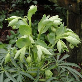 Helleborus foetidus