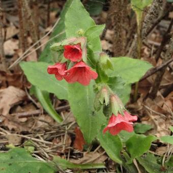 Pulmonaria rubra