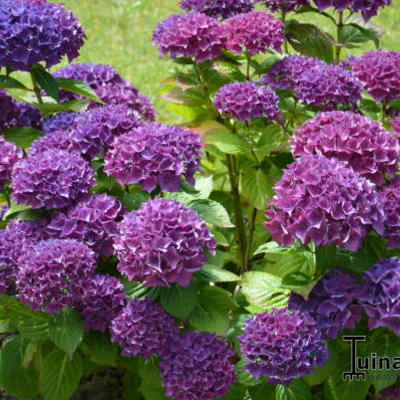 Hydrangea macrophylla 'Hobergine' - 