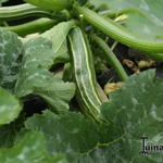 Cucurbita pepo L 'Striato d’Italia' - 