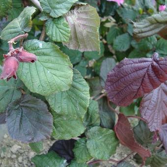 Corylus avellana 'Red Majestic'