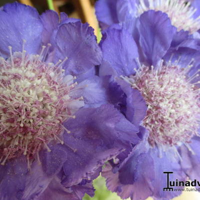 Scabiosa caucasica - 