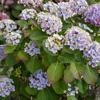 Hydrangea macrophylla 'Frau Taiko'  - 