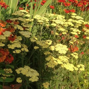 Achillea filipendulina 'Credo'