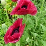 Papaver orientale 'Marlene' - 