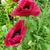 Papaver orientale 'Marlene'