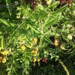 Phlomis lanata - 