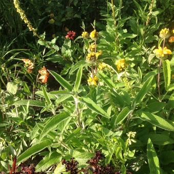 Phlomis lanata