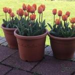 Tulipa 'Prinses Irene'  - 