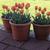 Tulipa 'Prinses Irene'