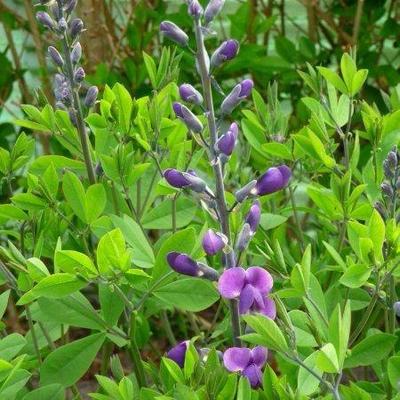 Baptisia australis 'Purple Smoke' - Baptisia australis 'Purple Smoke'