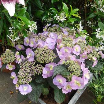 Hydrangea macrophylla FLAIR & FLAVOUR 'Blueberry Cheesecake'