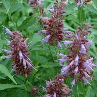 Agastache 'Linda'