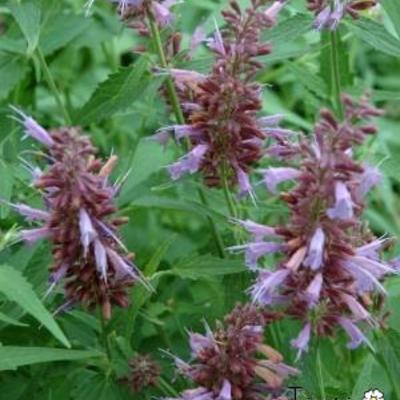 Agastache 'Linda' - Agastache 'Linda'