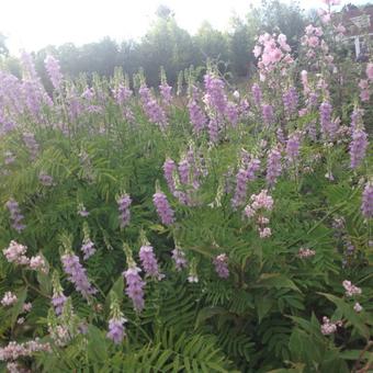 Galega x hartlandii 'Lady Wilson'