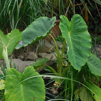 Alocasia