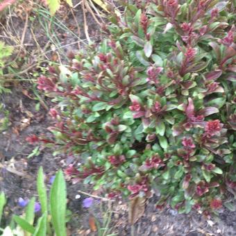 Gaura lindheimeri GRACE 'Compact Pink'