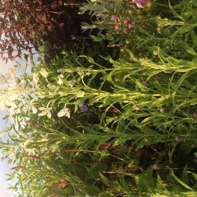 Epilobium angustifolium 'Alba'