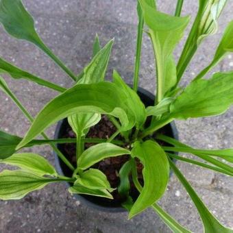 Hosta 'Outhouse Delight'