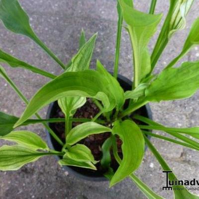 Hosta 'Outhouse Delight' 