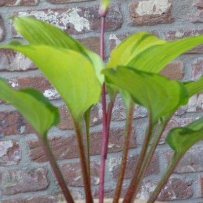 Hosta 'Volcano Island' - 