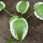 Hosta 'Bridal Falls' - 