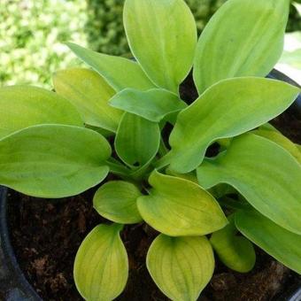 Hosta 'Giantland Mouse Cheese'