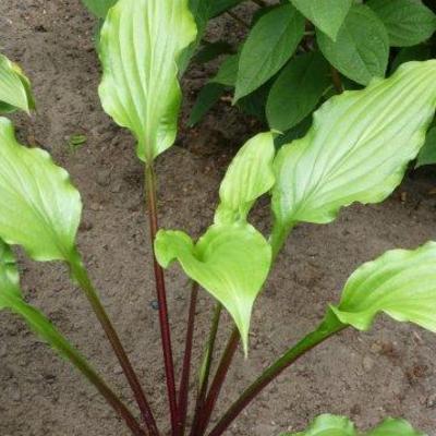 Hosta 'China Girl' - 