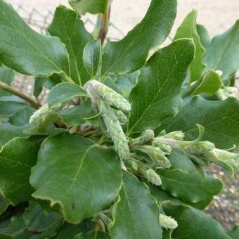 Garrya elliptica 'James Roof'