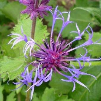 Centaurea montana 'Grandiflora'