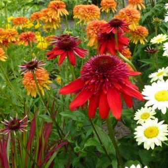 Echinacea purpurea 'SOMBRERO Salsa Red'