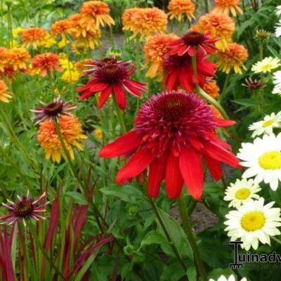 Echinacea purpurea 'SOMBRERO Salsa Red' - 