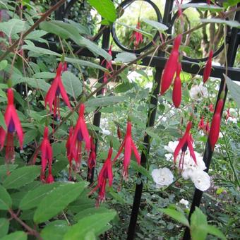 Fuchsia magellanica