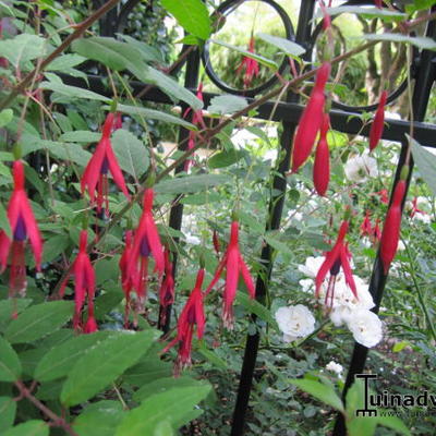 Fuchsia magellanica - Fuchsia de Magellan