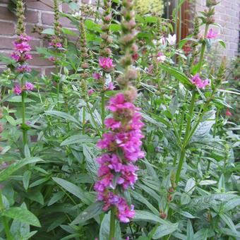 Lythrum virgatum 'Dropmore Purple'