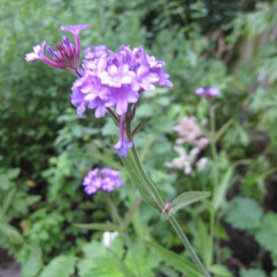 Verbena rigida - Verbena rigida