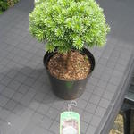 Abies koreana 'Blauer Eskimo' - 